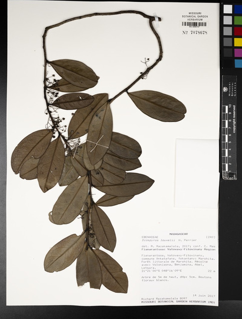 Diospyros louvelii photo 4