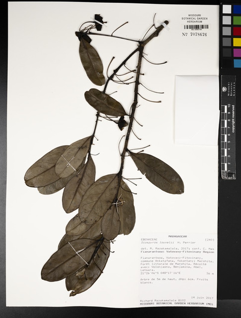 Diospyros louvelii photo 5