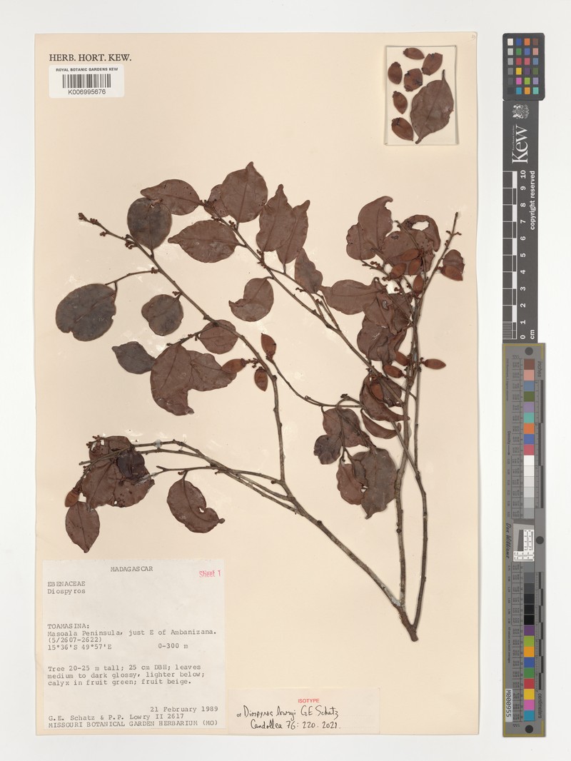Diospyros lowryi