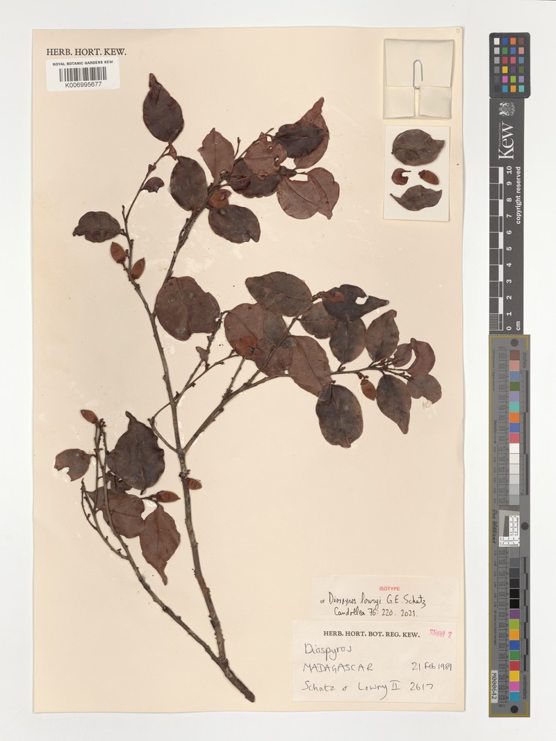 Diospyros lowryi photo 2