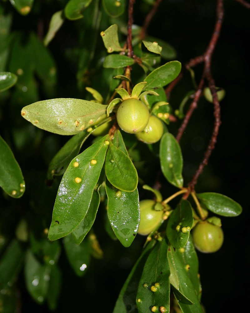 Diospyros lycioides