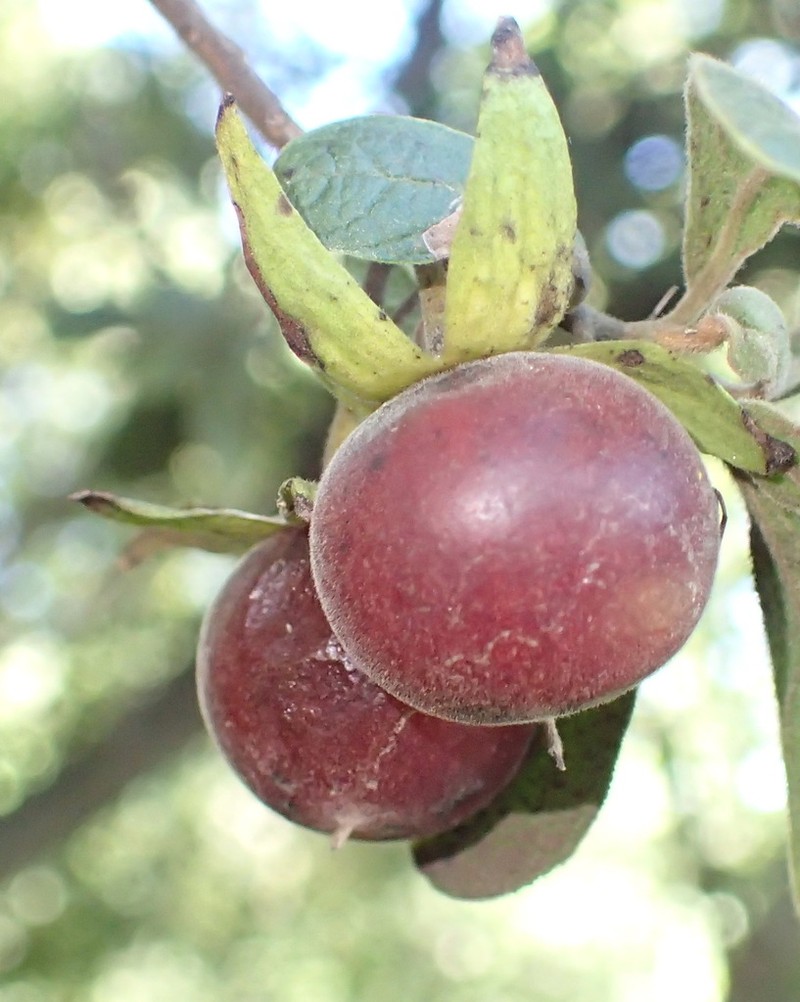 Diospyros lycioides photo 2