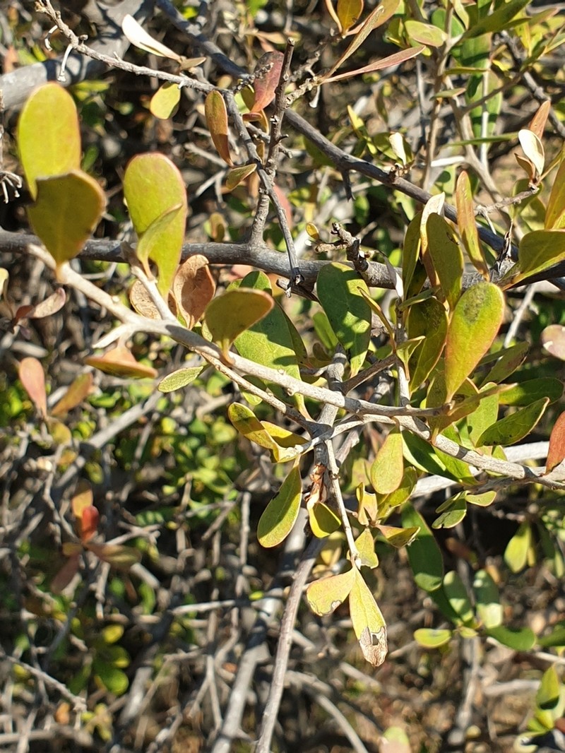 Diospyros lycioides photo 3