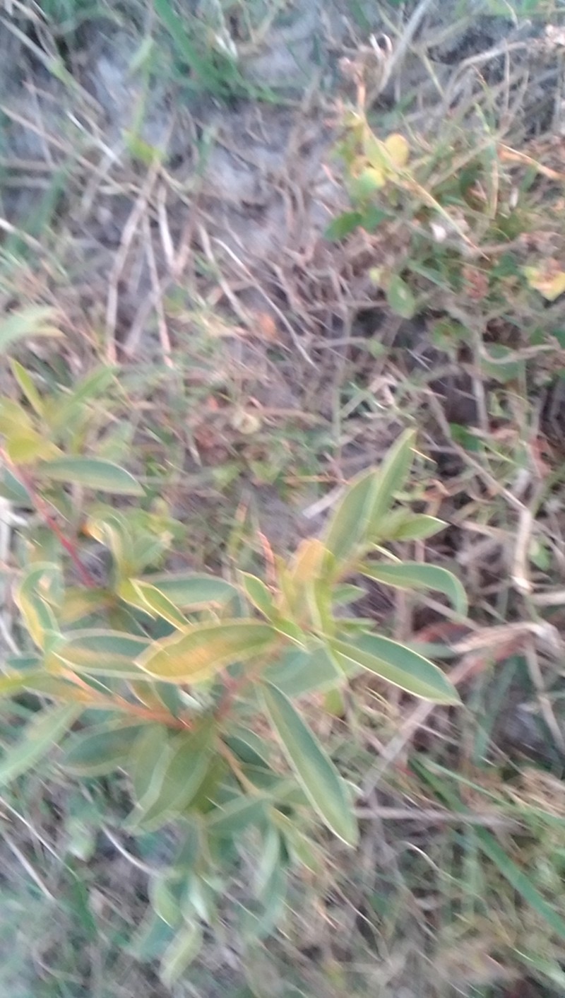 Diospyros lycioides photo 4