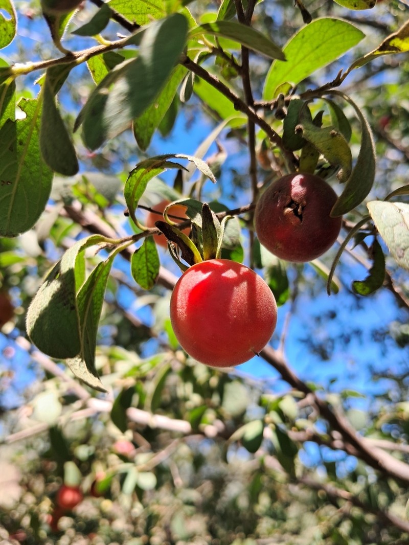 Diospyros lycioides photo 5