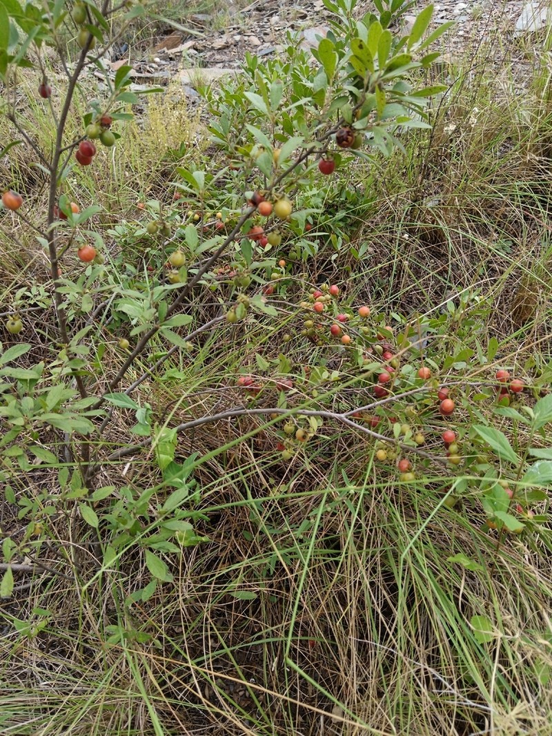 Diospyros lycioides photo 6