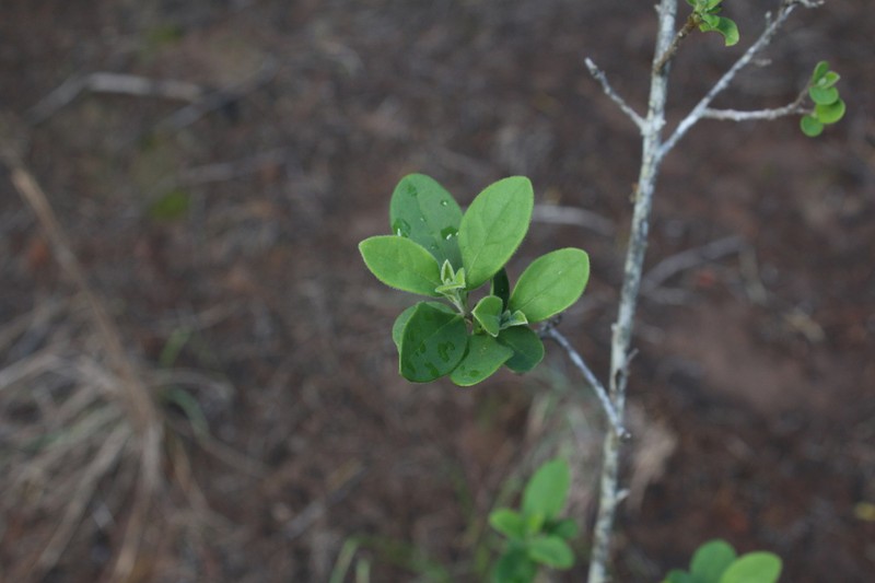 Diospyros lycioides photo 7