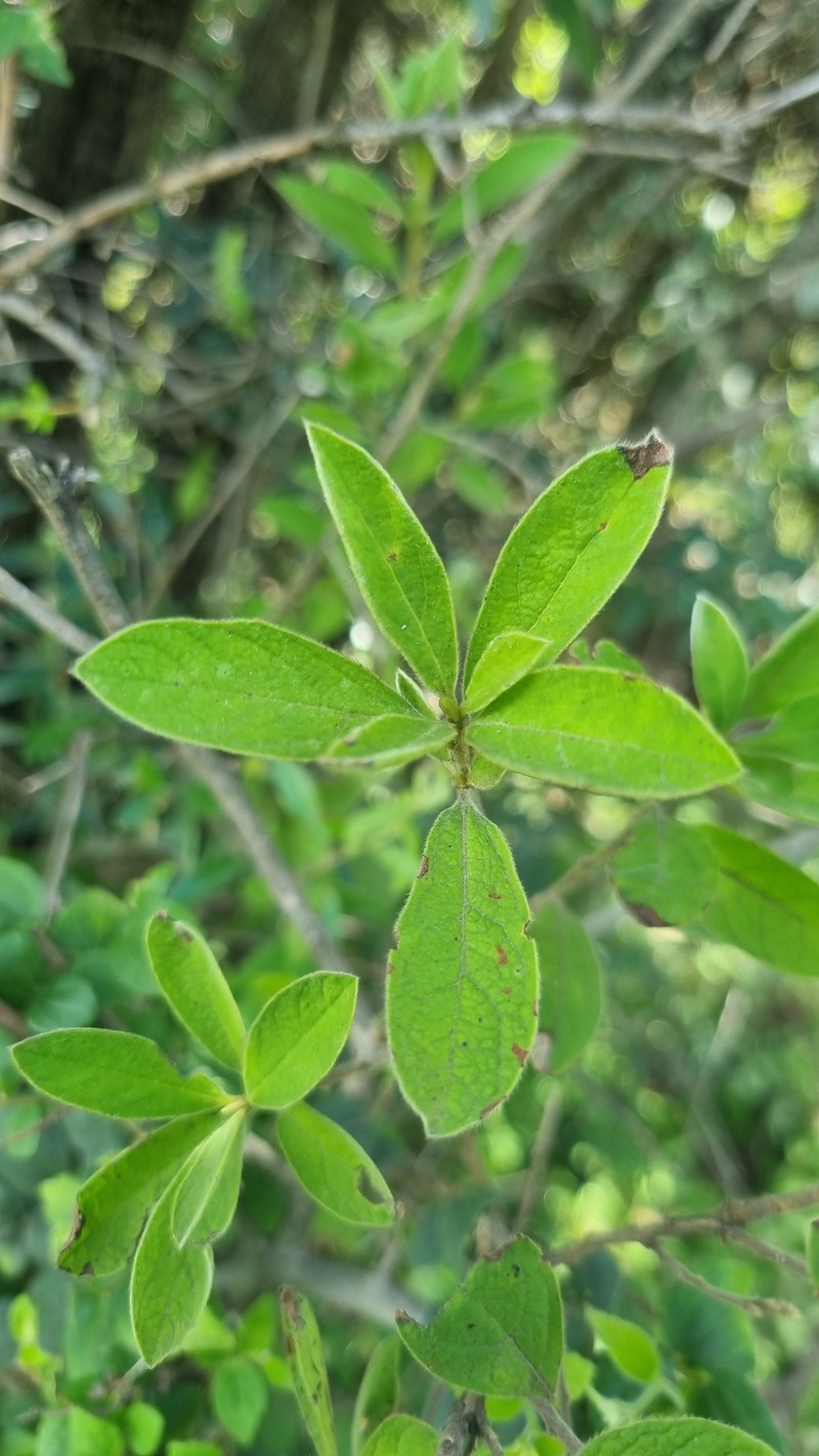 Diospyros lycioides subsp. guerkei photo 2