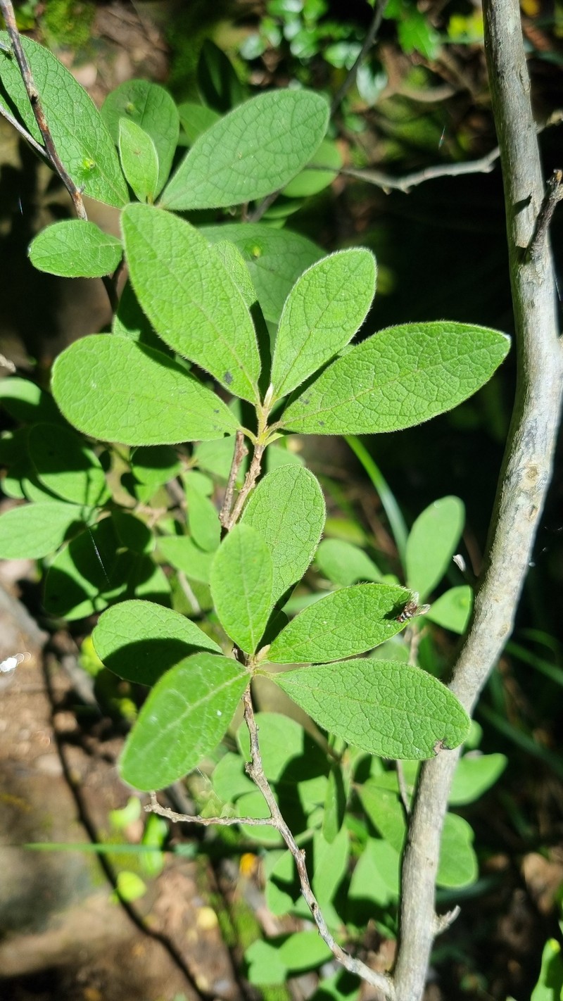 Diospyros lycioides subsp. guerkei photo 3