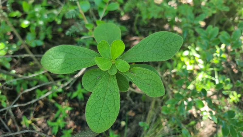 Diospyros lycioides subsp. guerkei photo 4