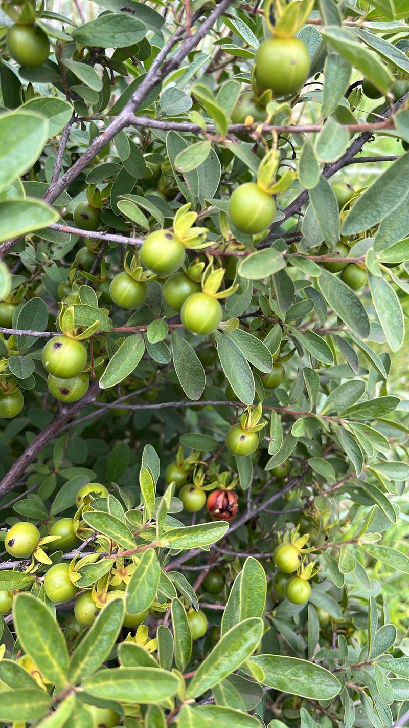 Diospyros lycioides subsp. guerkei photo 5