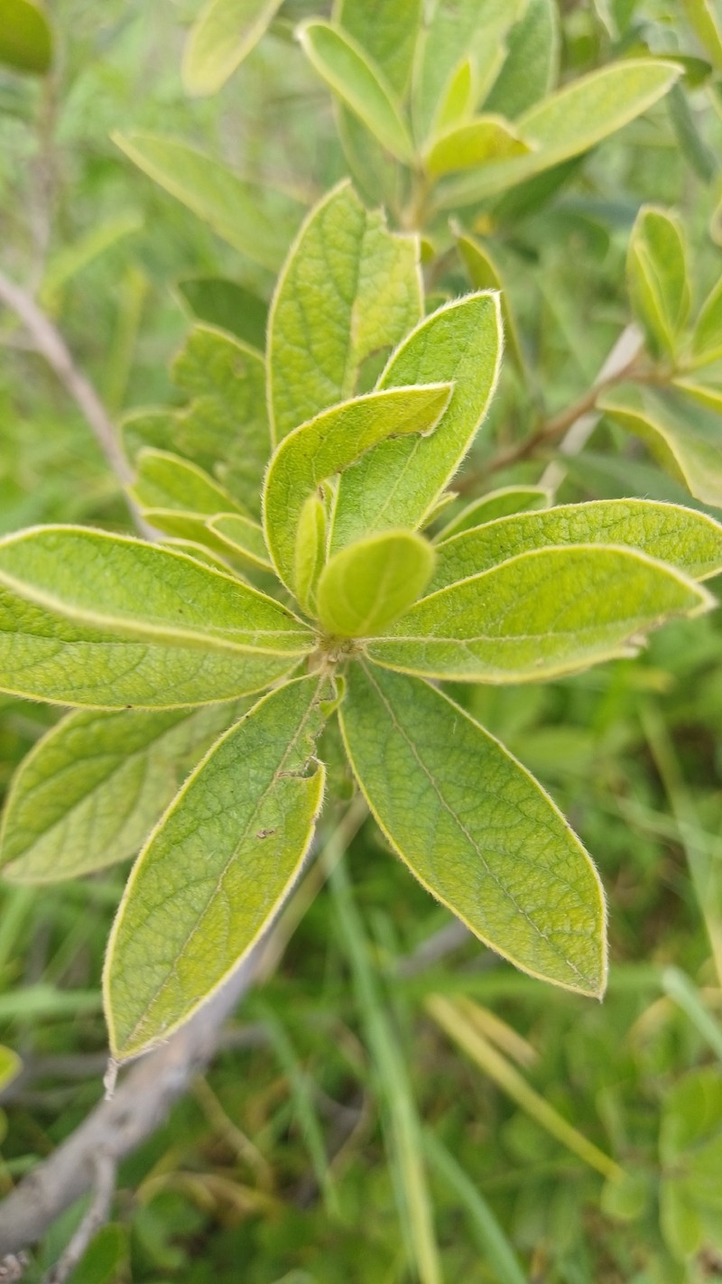 Diospyros lycioides subsp. guerkei photo 6