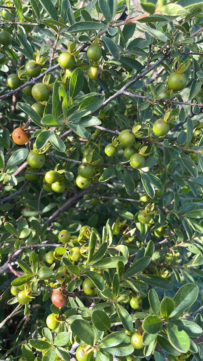 Diospyros lycioides subsp. guerkei photo 7