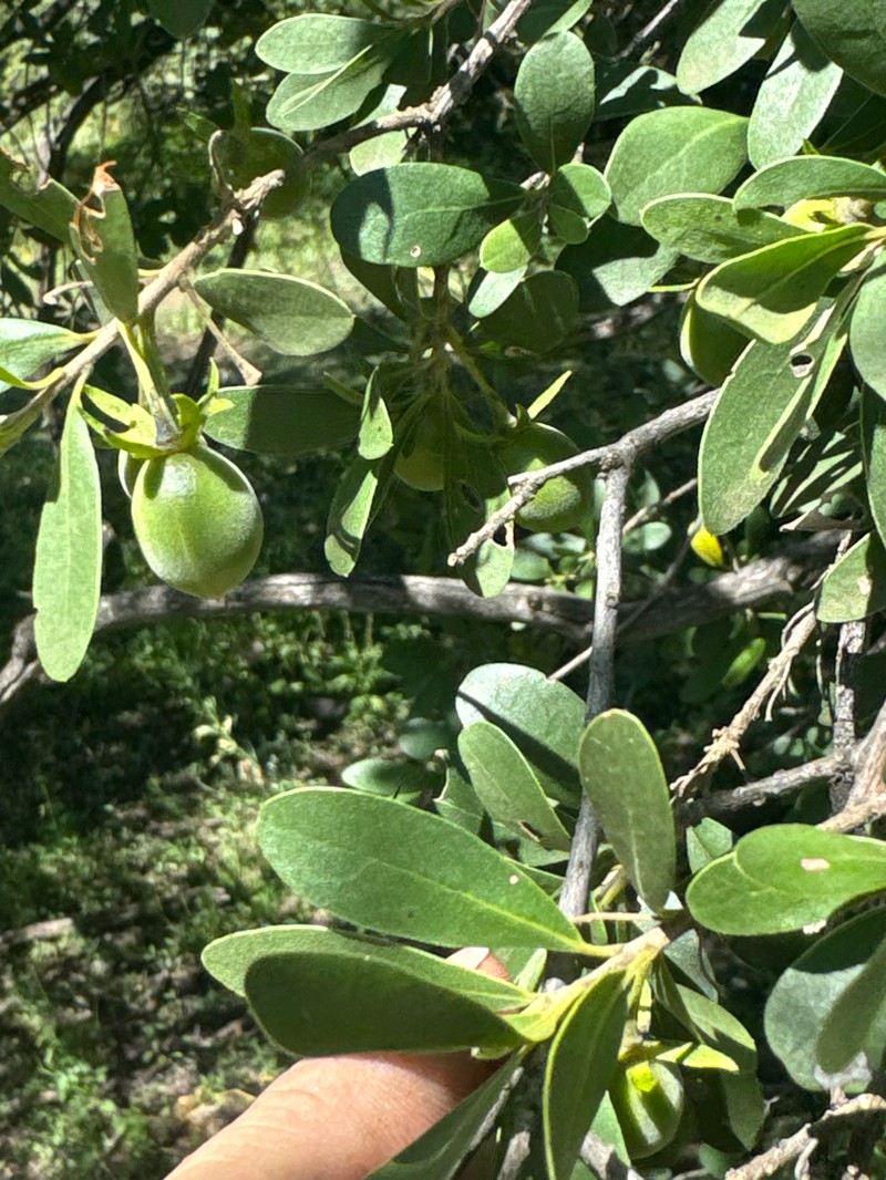 Diospyros lycioides subsp. lycioides