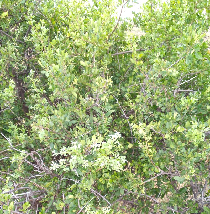 Diospyros lycioides subsp. lycioides photo 2