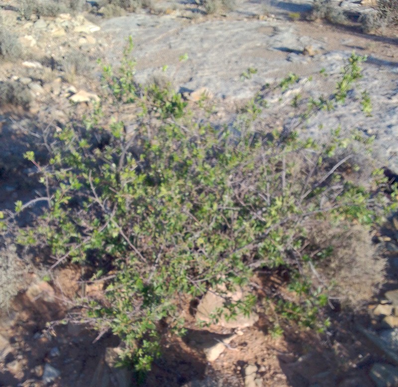 Diospyros lycioides subsp. lycioides photo 3