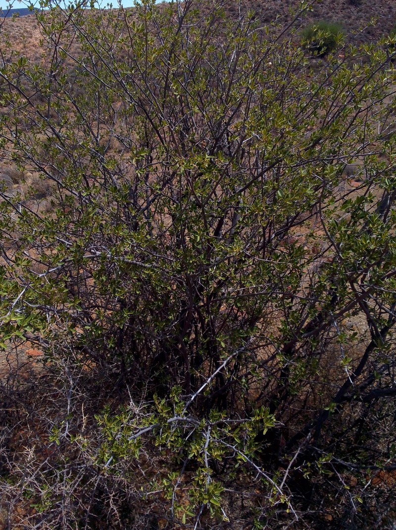 Diospyros lycioides subsp. lycioides photo 4