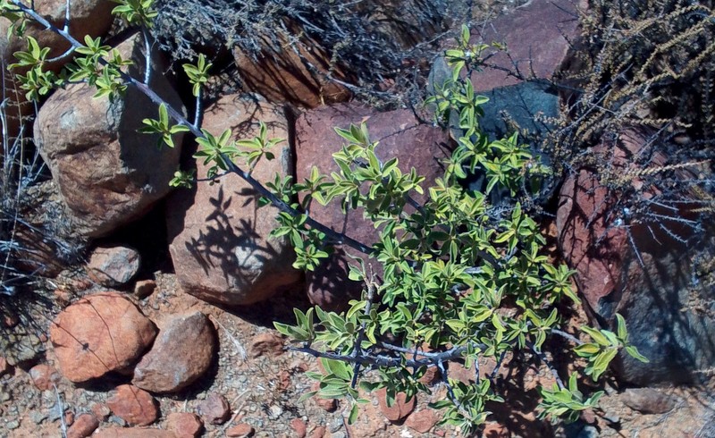 Diospyros lycioides subsp. lycioides photo 5