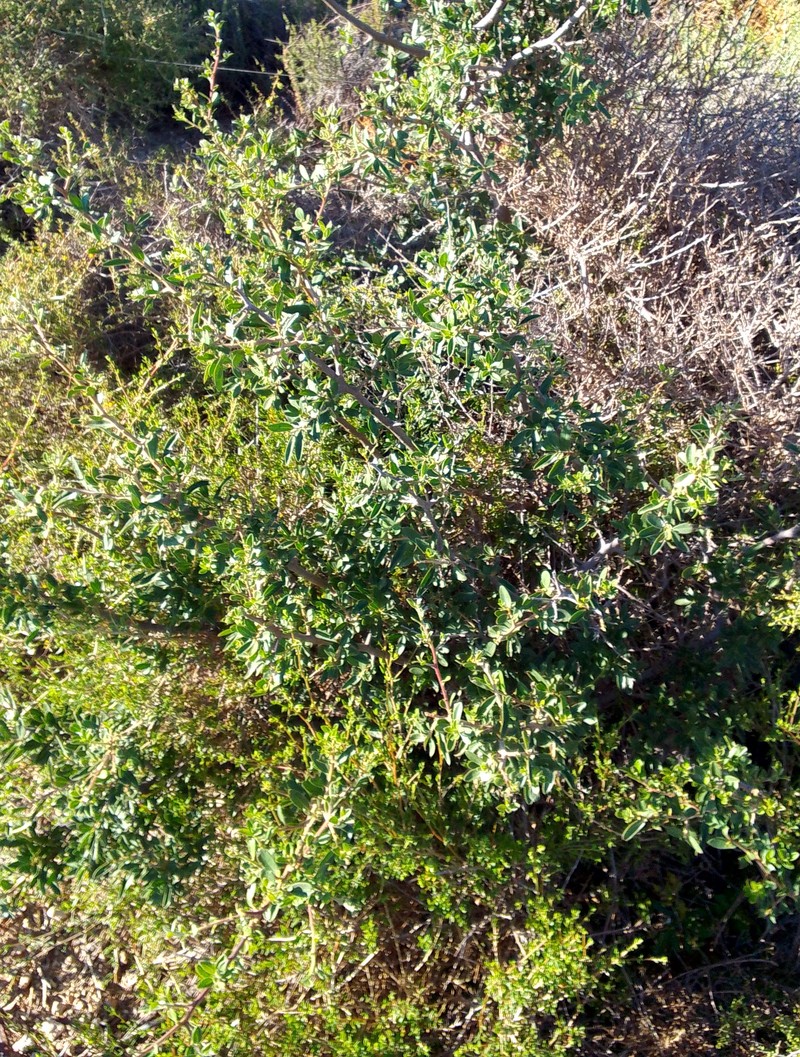 Diospyros lycioides subsp. lycioides photo 6