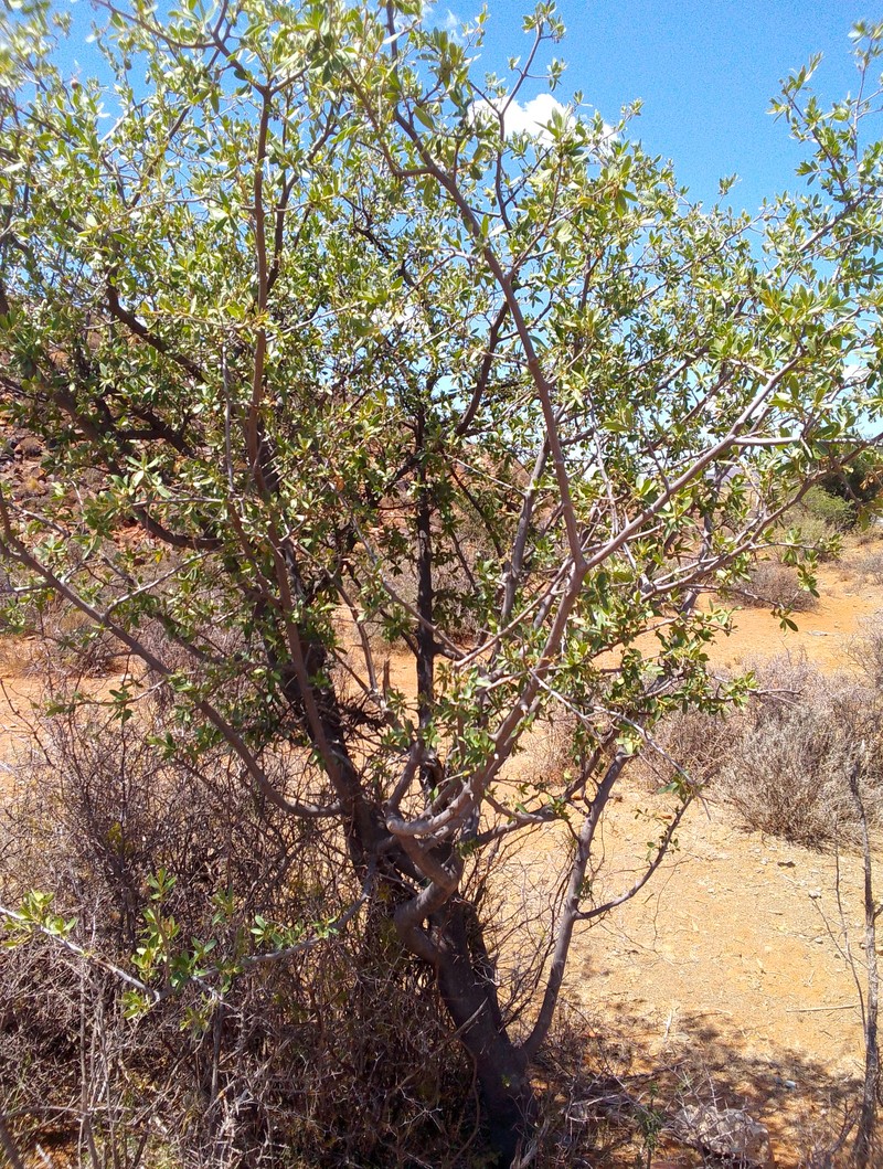 Diospyros lycioides subsp. lycioides photo 7