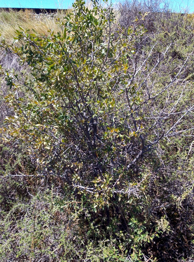 Diospyros lycioides subsp. lycioides photo 8