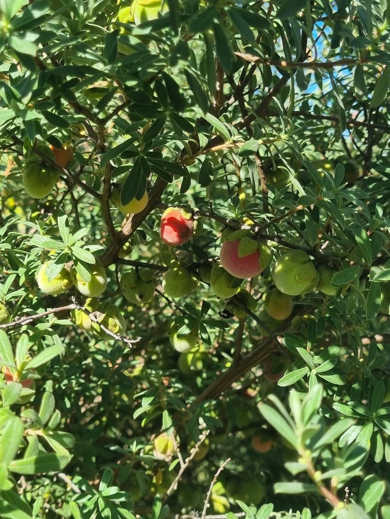 Diospyros lycioides subsp. nitens photo 2