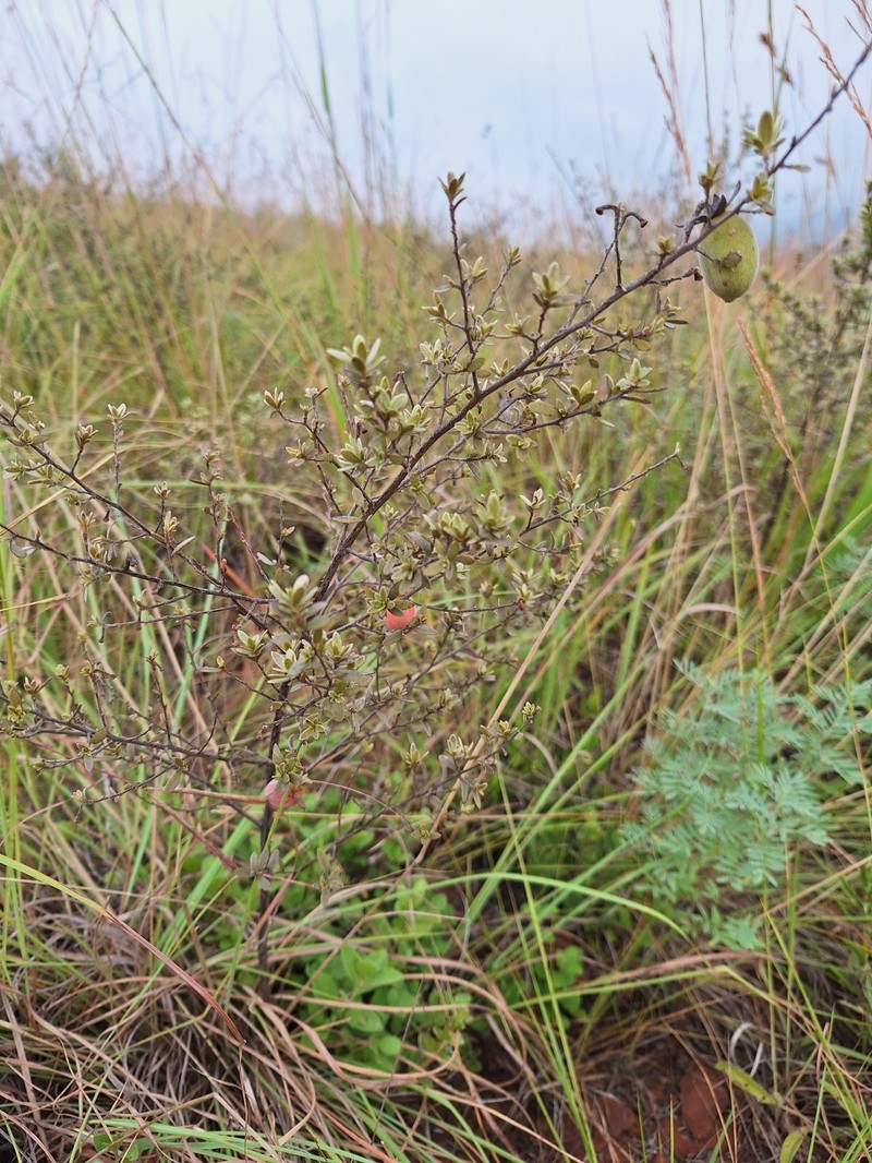 Diospyros lycioides subsp. nitens photo 3