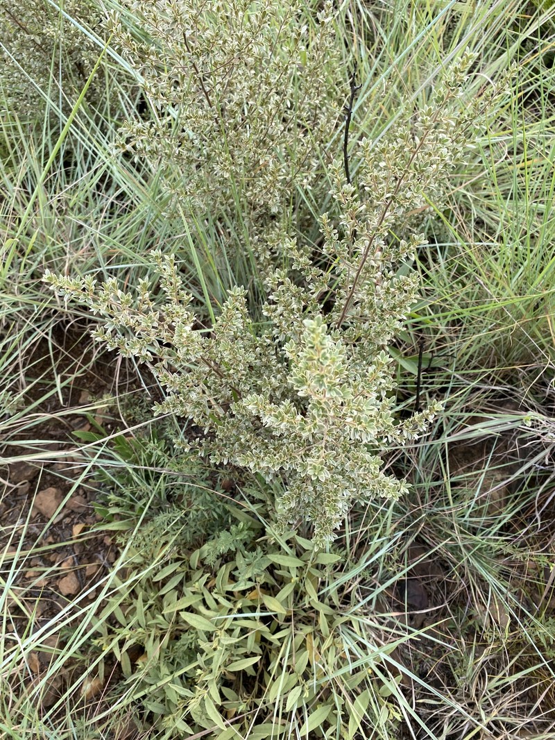 Diospyros lycioides subsp. nitens photo 4