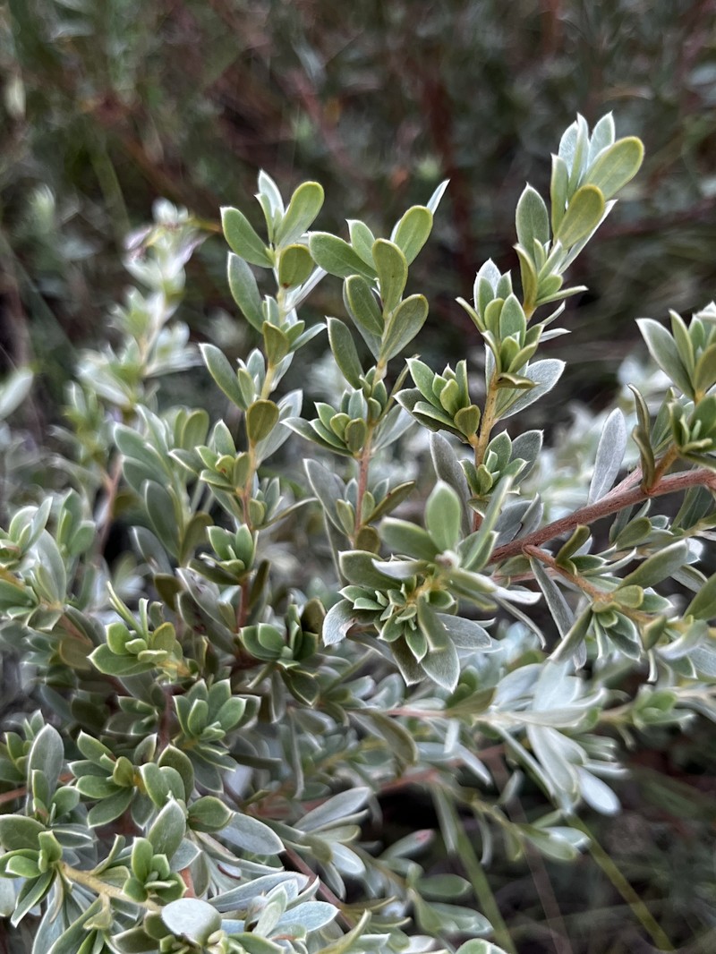 Diospyros lycioides subsp. nitens photo 5