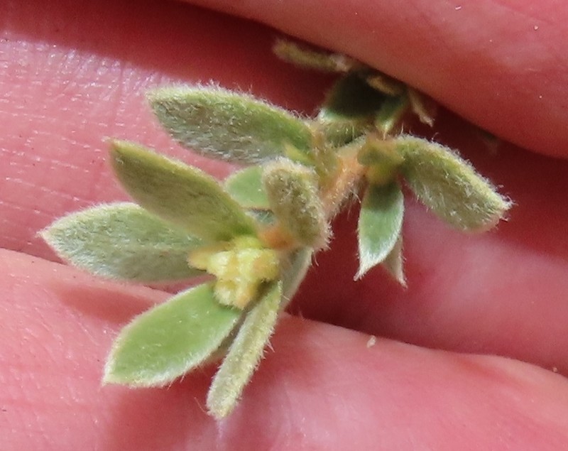 Diospyros lycioides subsp. nitens photo 6