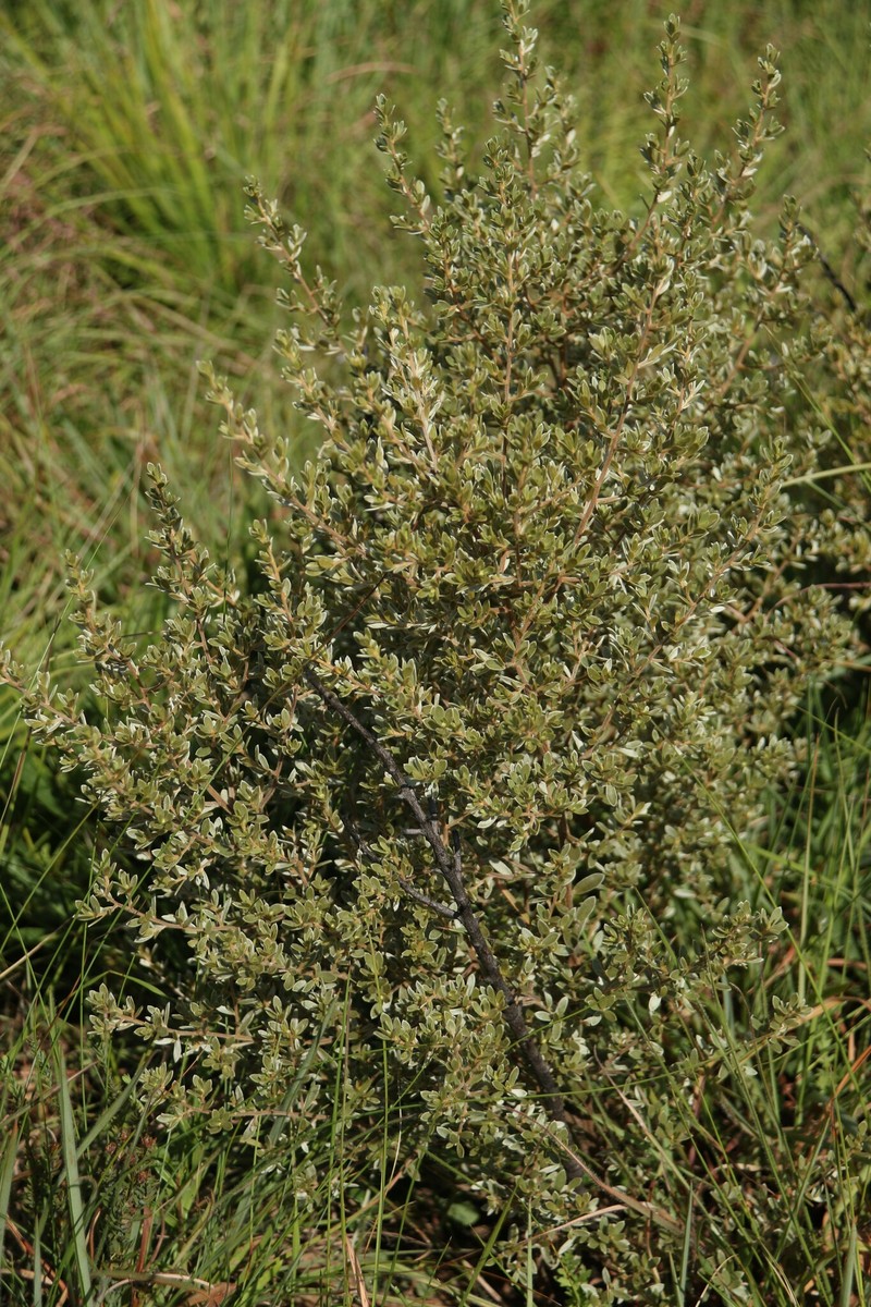 Diospyros lycioides subsp. nitens photo 7