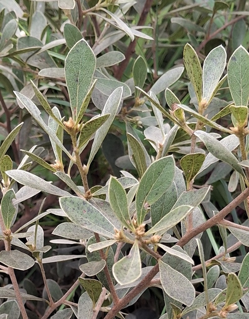 Diospyros lycioides subsp. sericea photo 2