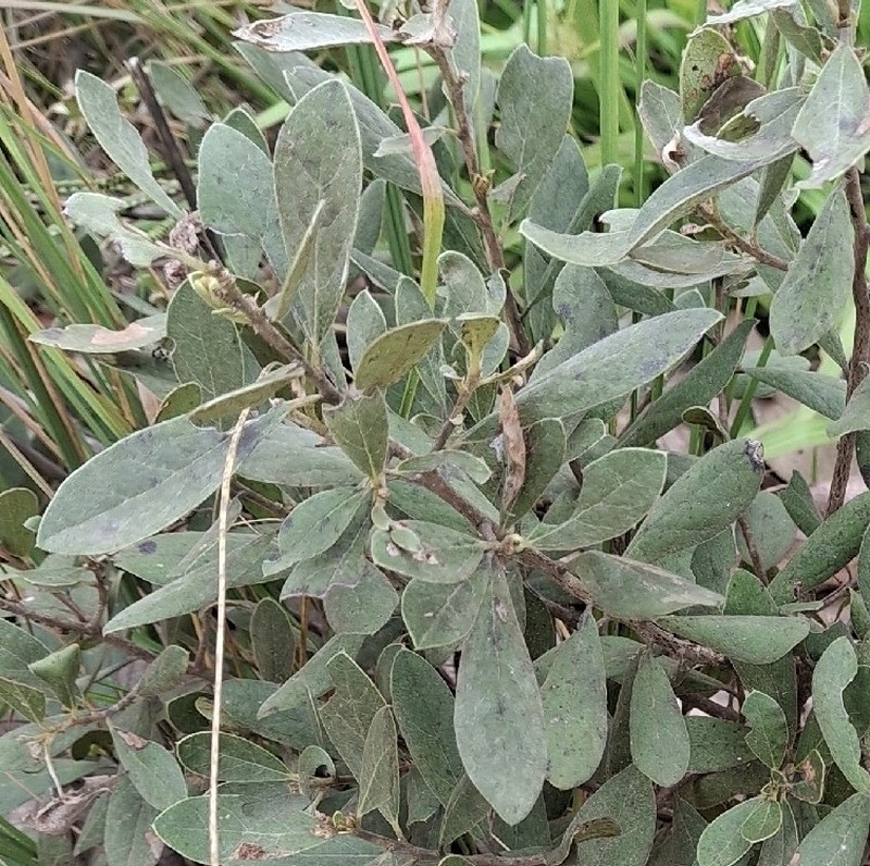 Diospyros lycioides subsp. sericea photo 3