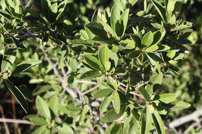 Diospyros lycioides subsp. sericea photo 4