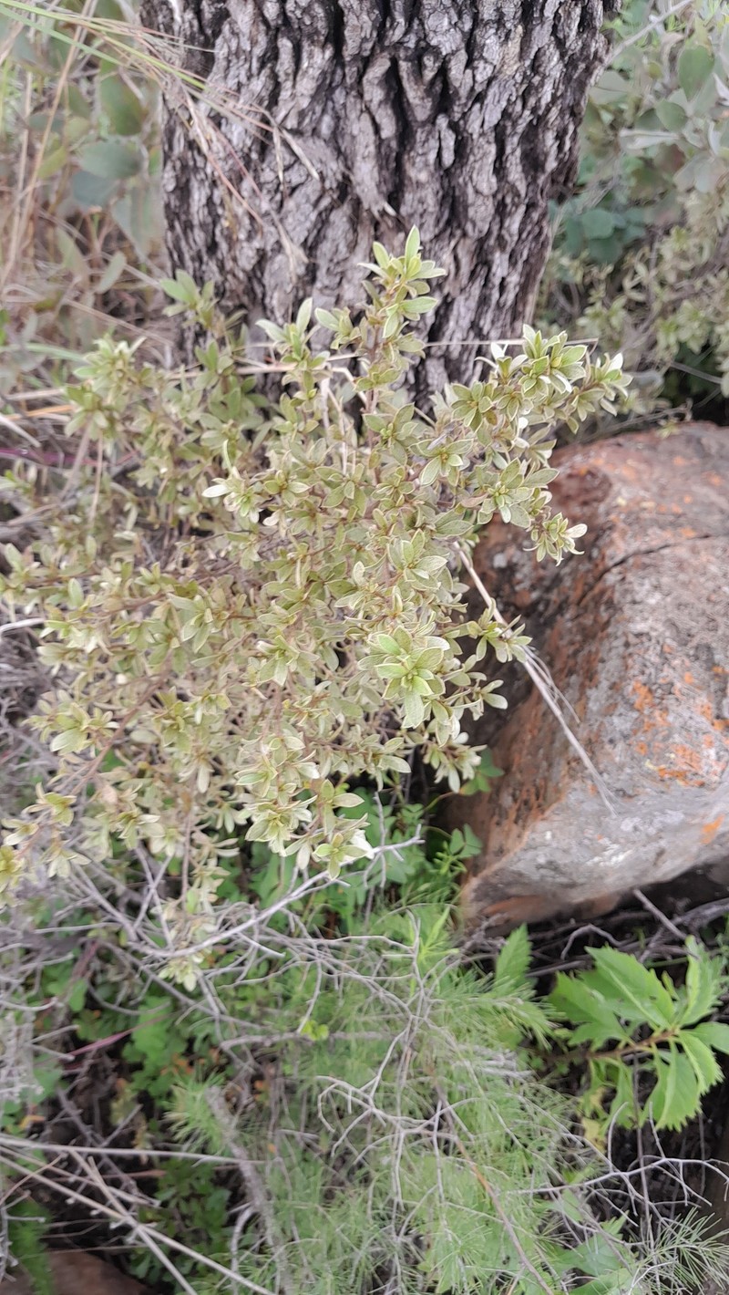 Diospyros lycioides subsp. sericea photo 5