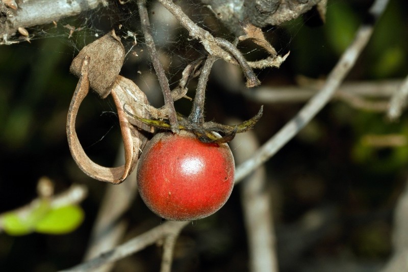 Diospyros lycioides subsp. sericea photo 6