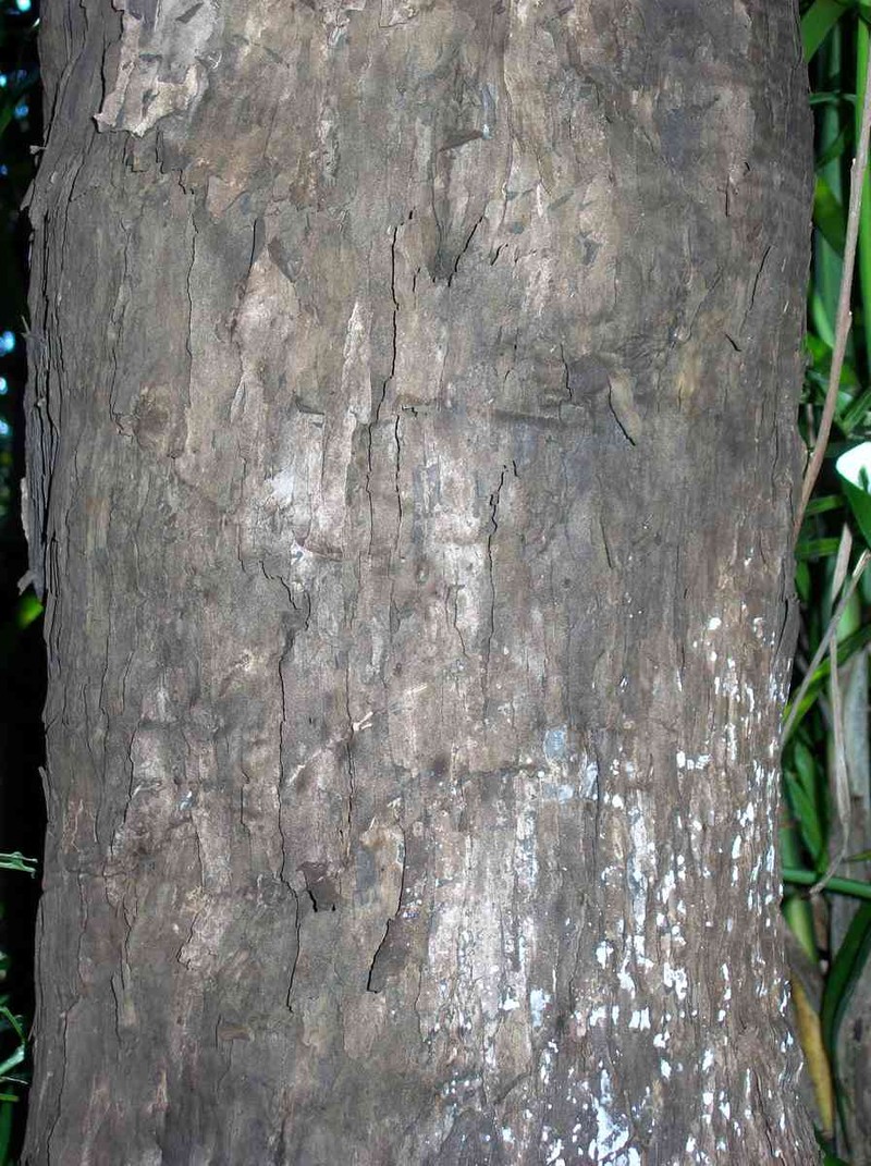 Diospyros mabacea