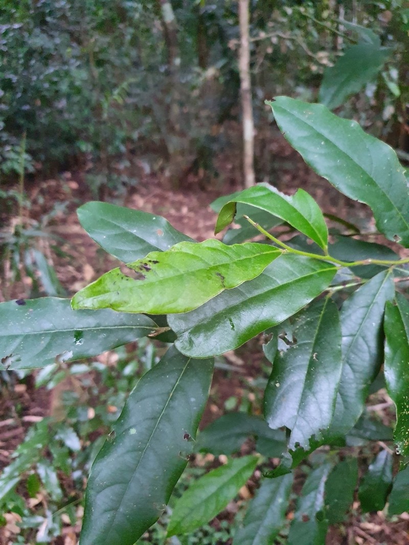 Diospyros mabacea photo 2