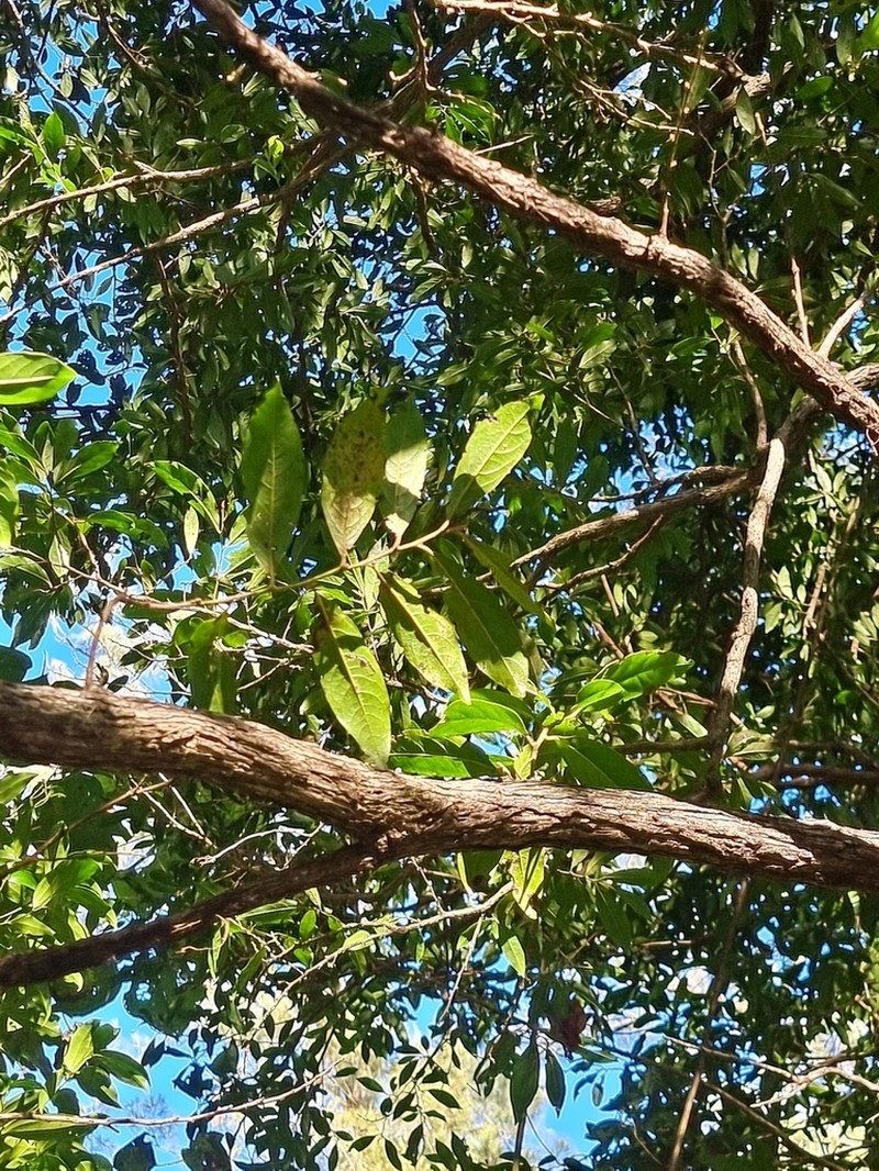 Diospyros mabacea photo 3