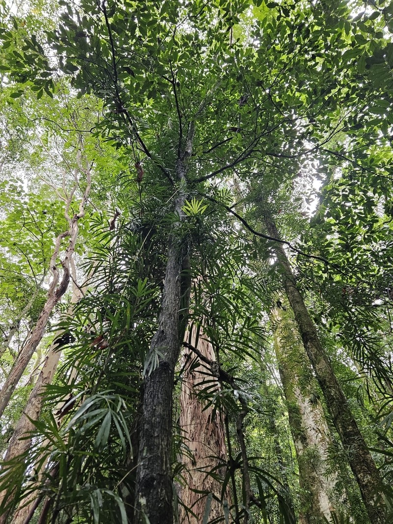 Diospyros mabacea photo 4