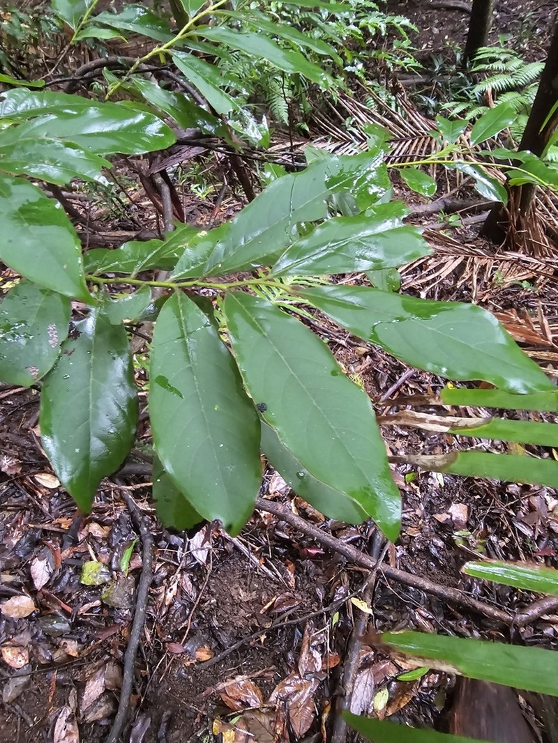 Diospyros mabacea photo 7