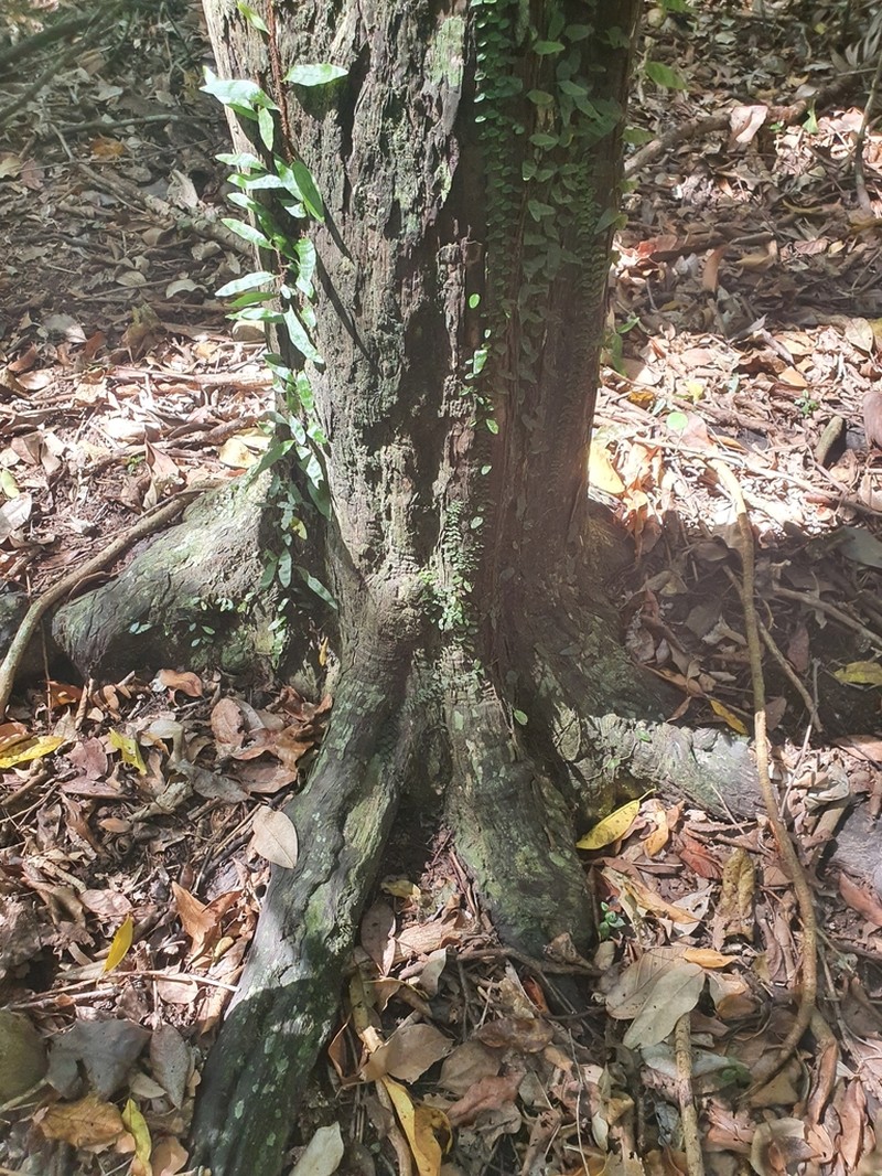 Diospyros mabacea photo 8