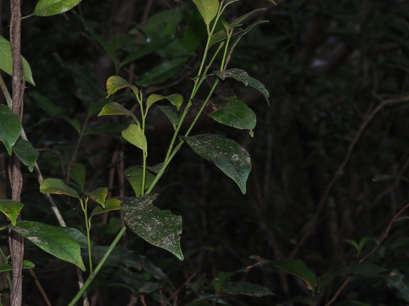 Diospyros maclurei
