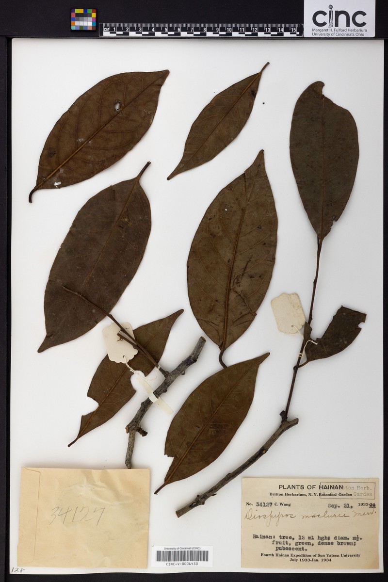 Diospyros maclurei photo 2