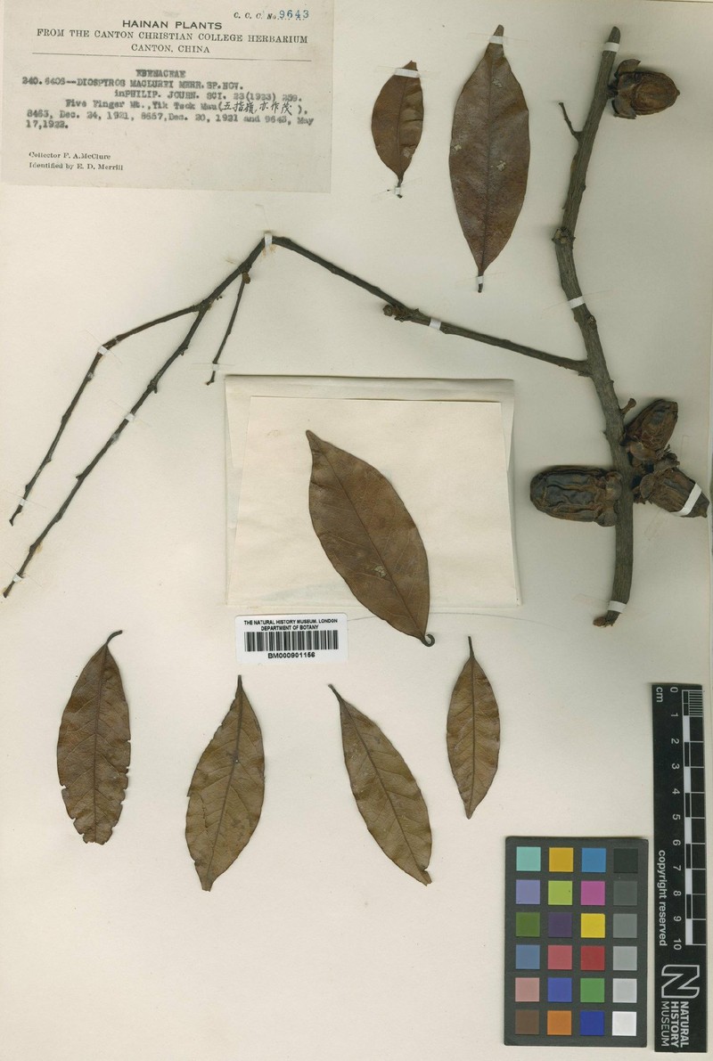 Diospyros maclurei photo 3