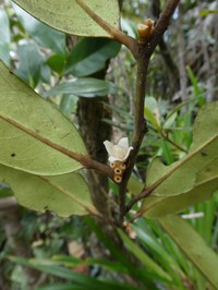 Diospyros macrocarpa