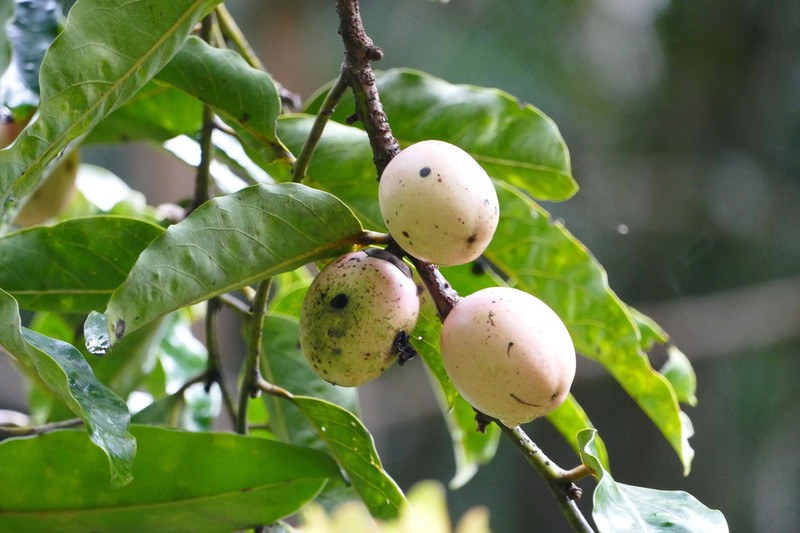 Diospyros macrocarpa photo 2