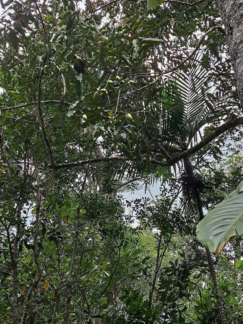 Diospyros macrocarpa photo 3