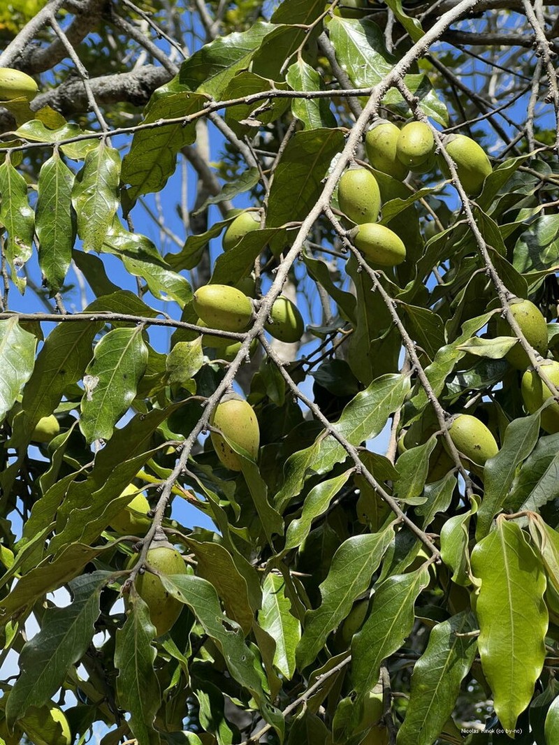 Diospyros macrocarpa photo 4