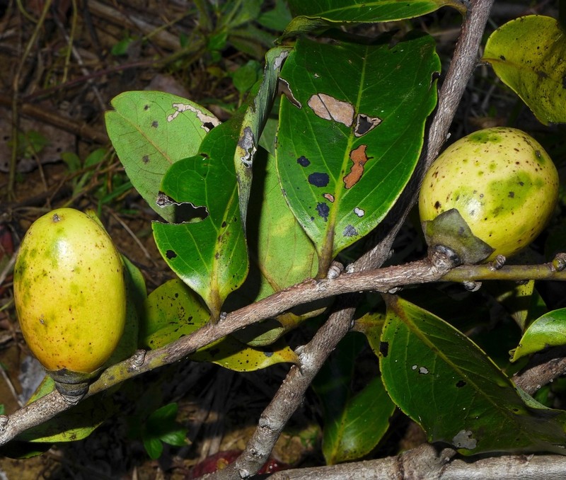 Diospyros macrocarpa photo 5